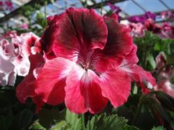 Geranium s.r.o.