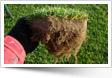 SPORT® RASEN.Richter Rasen Slovakia s.r.o.