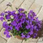 Aubrieta