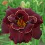 Hemerocalis Night Embers
