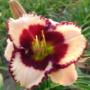 Hemerocallis Border Music