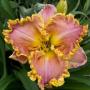 Hemerocallis Darla Anita
