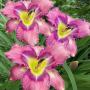 Hemerocallis Mildred Mitchell
