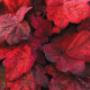 Heuchera Autumn Leaves