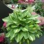 Hosta Ann Kulpa