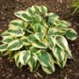 Hosta Wide Brim