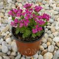 Arabis-caucasica