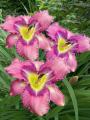 Hemerocallis