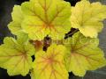 Heuchera a Heucherella