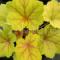 Heucherella