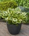 Hosta