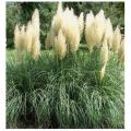 Cortaderia selloana - Pampas