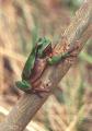 Rosnička zelená (Hyla arborea)