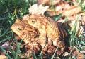 Ropucha bradavičnatá (Bufo bufo)