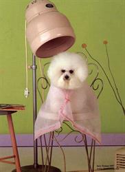 Brenny Pet