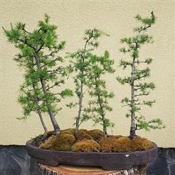 ArborHortus s.r.o.