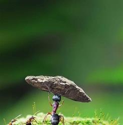 Agrovin