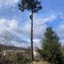 Arboristika, výrub stromov