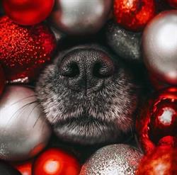 ATOS DOG