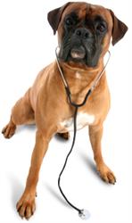 Veterinárna ambulancia Kysuce