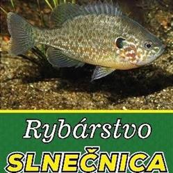 Rybárstvo slnečnica