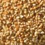 birdfood-1.jpg