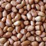 raw_peanut_with_skin.jpg