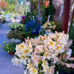 GARDEN CENTRUM ISABELL