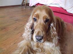 Salón Royal dog