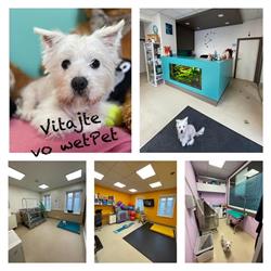 Rehabilitácia a fyzioterapia zvierat wetPet