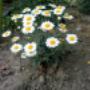 IMG_20200514_161830259.jpg