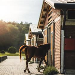 Platan Horses