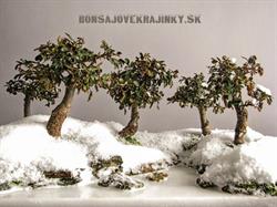 Bonsajové krajinky