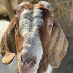 Farma Golianovo