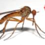 insect.jpg