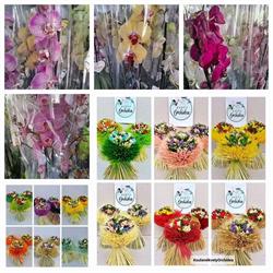 Orchidea