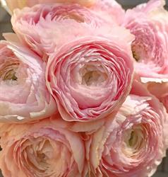 LANA Flowers & Decor