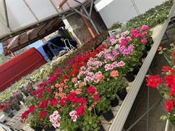 Plant Garden